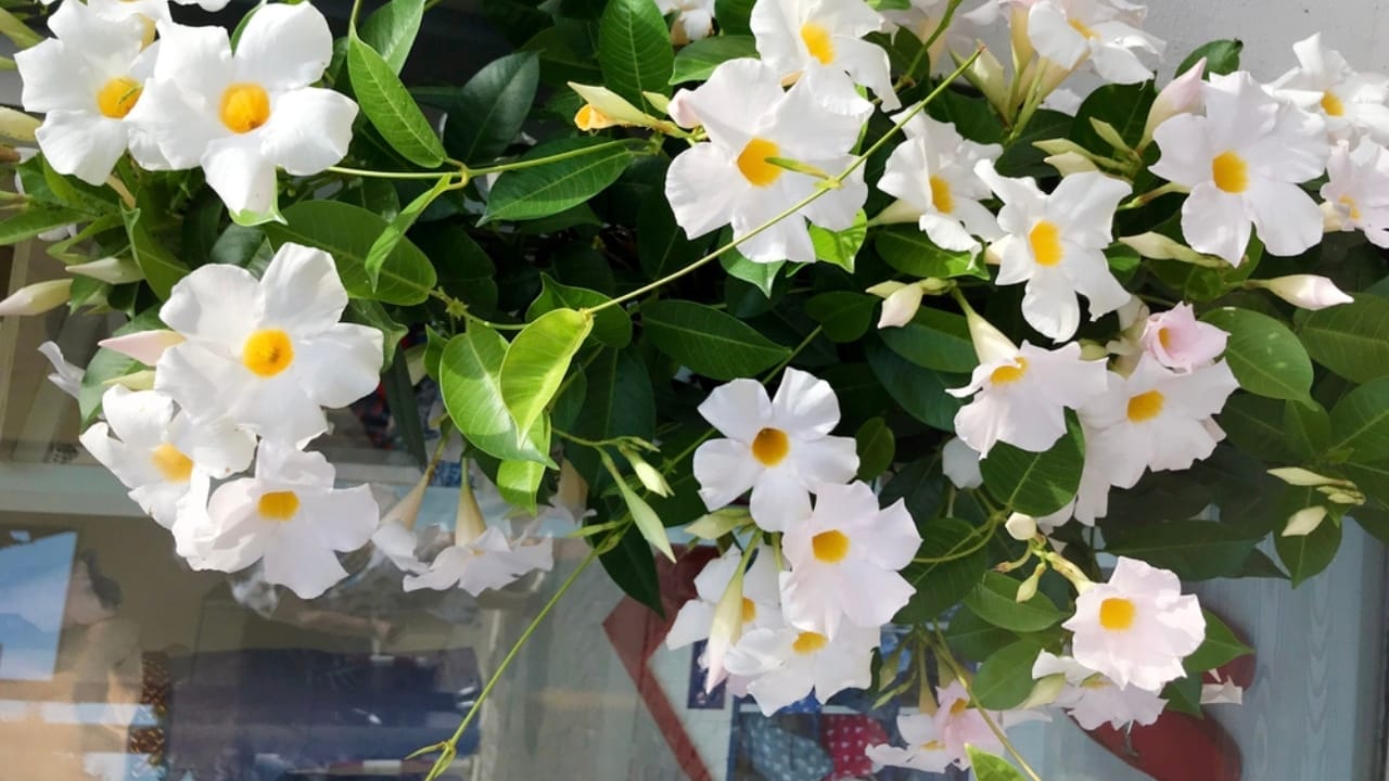 Attract Hummingbirds to Your Hanging Baskets with These 10 Low-Key Flowers - Mandevilla dp344678418