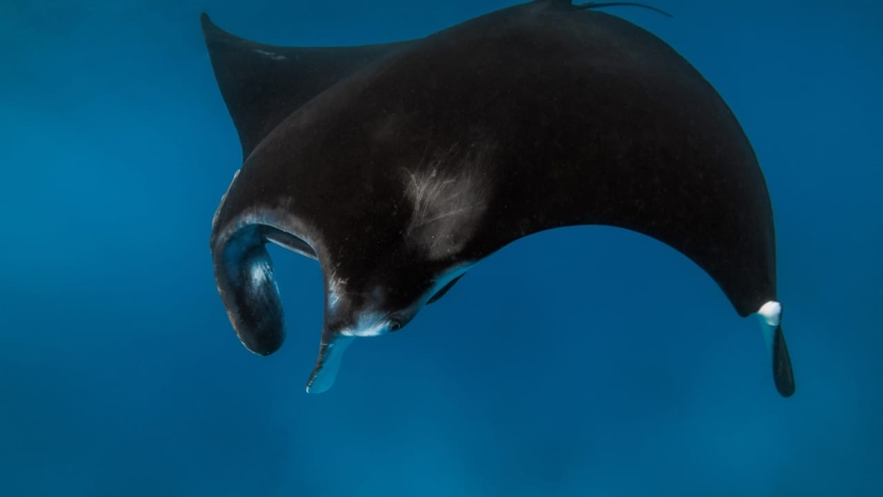 15 Animals Known for Their Gentle & Friendly Nature 7 15 Animals Known for Their Gentle & Friendly Nature - Manta rays dp641910634