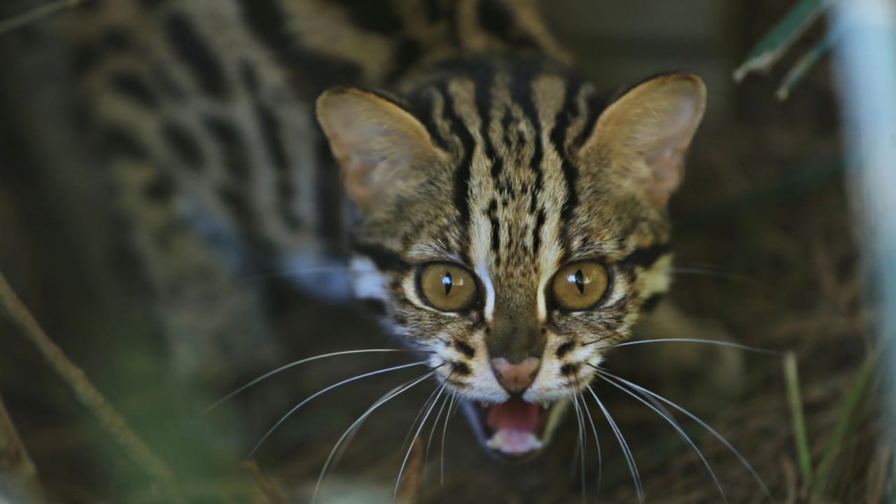 15 Wild Cats That Have Perfected the Art of the Hunt - Marbled Cat dp311451326