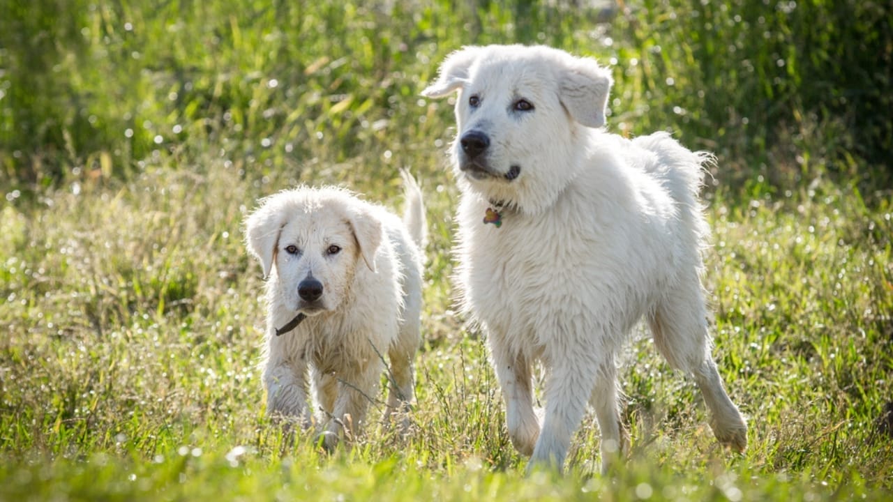 15 Dogs That Look Strikingly Similar to German Shepherds 10 15 Dogs That Look Strikingly Similar to German Shepherds - Maremma Sheepdog dp378869514