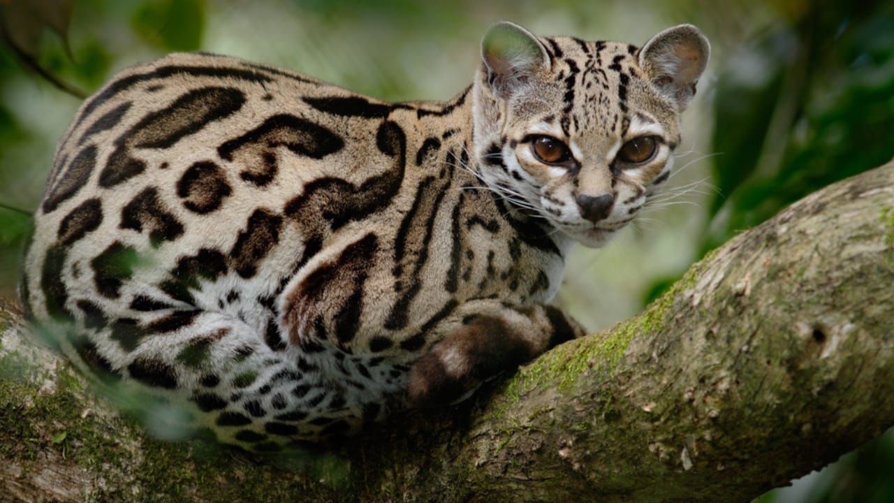 10 Wild Cats That are Among the Smallest in the World 10 10 Wild Cats That are Among the Smallest in the World - Margay cat dp151813842