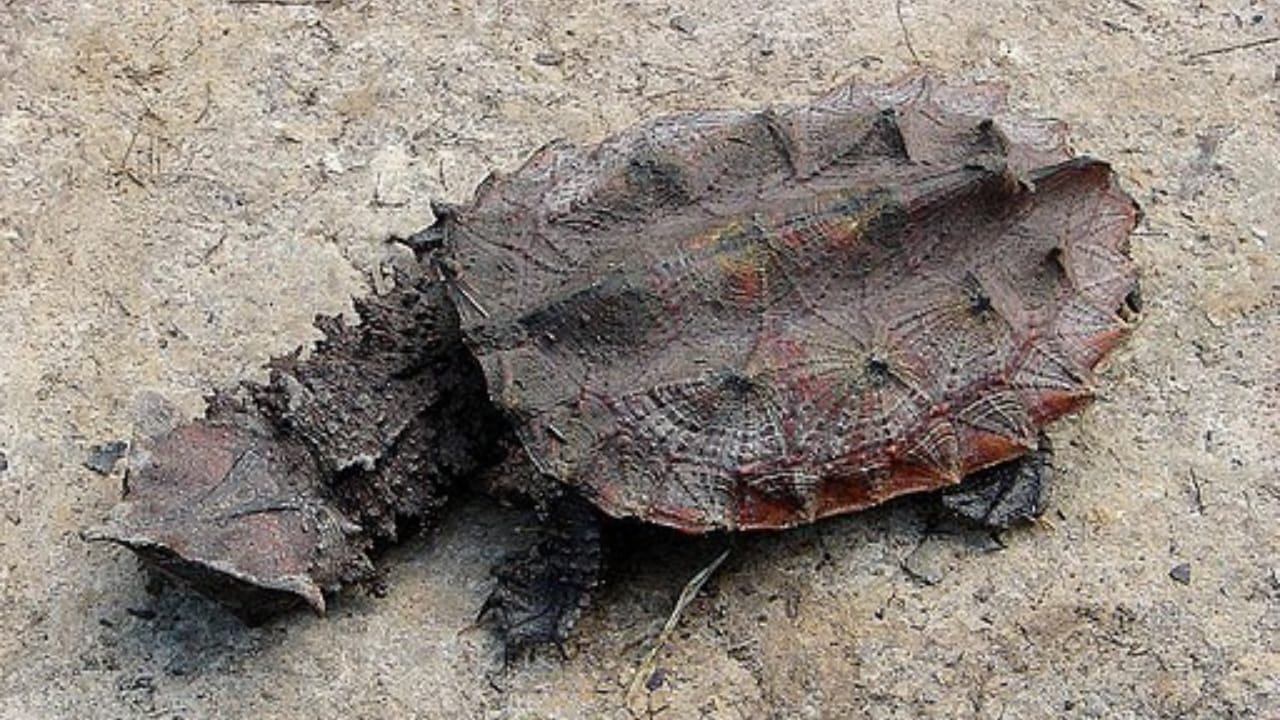 10 of the World's Most Dangerous Turtles - Mata mata turtle wc