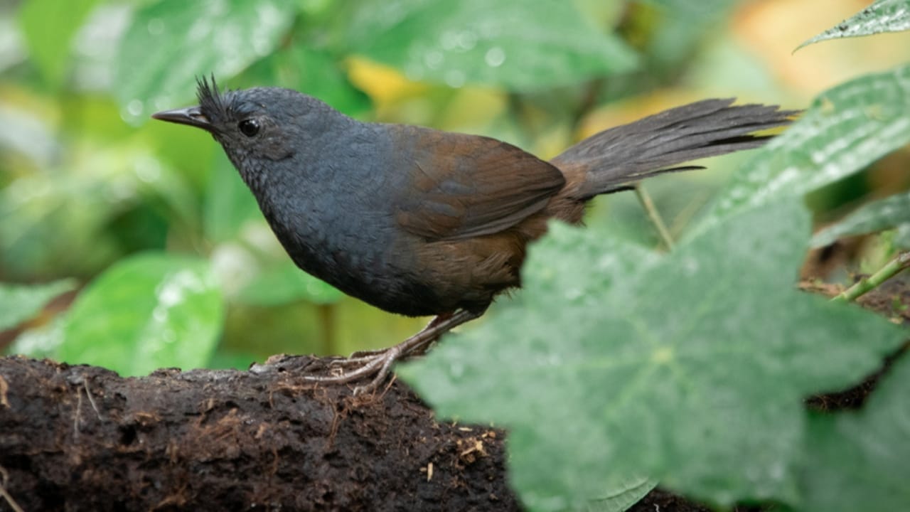 10 of the World's Rarest Birds: Among Over 10,000 Species, 1,480 are on the Brink of Disappearing -
