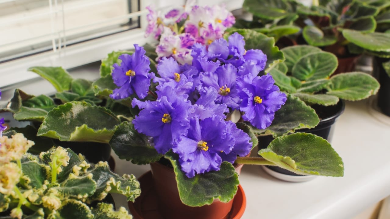 Your Leftover Coffee Grounds are Perfect for These 18 Acid-Loving Plants 10 Your Leftover Coffee Grounds are Perfect for These 18 Acid-Loving Plants - Mini african violet in potted dp100725284