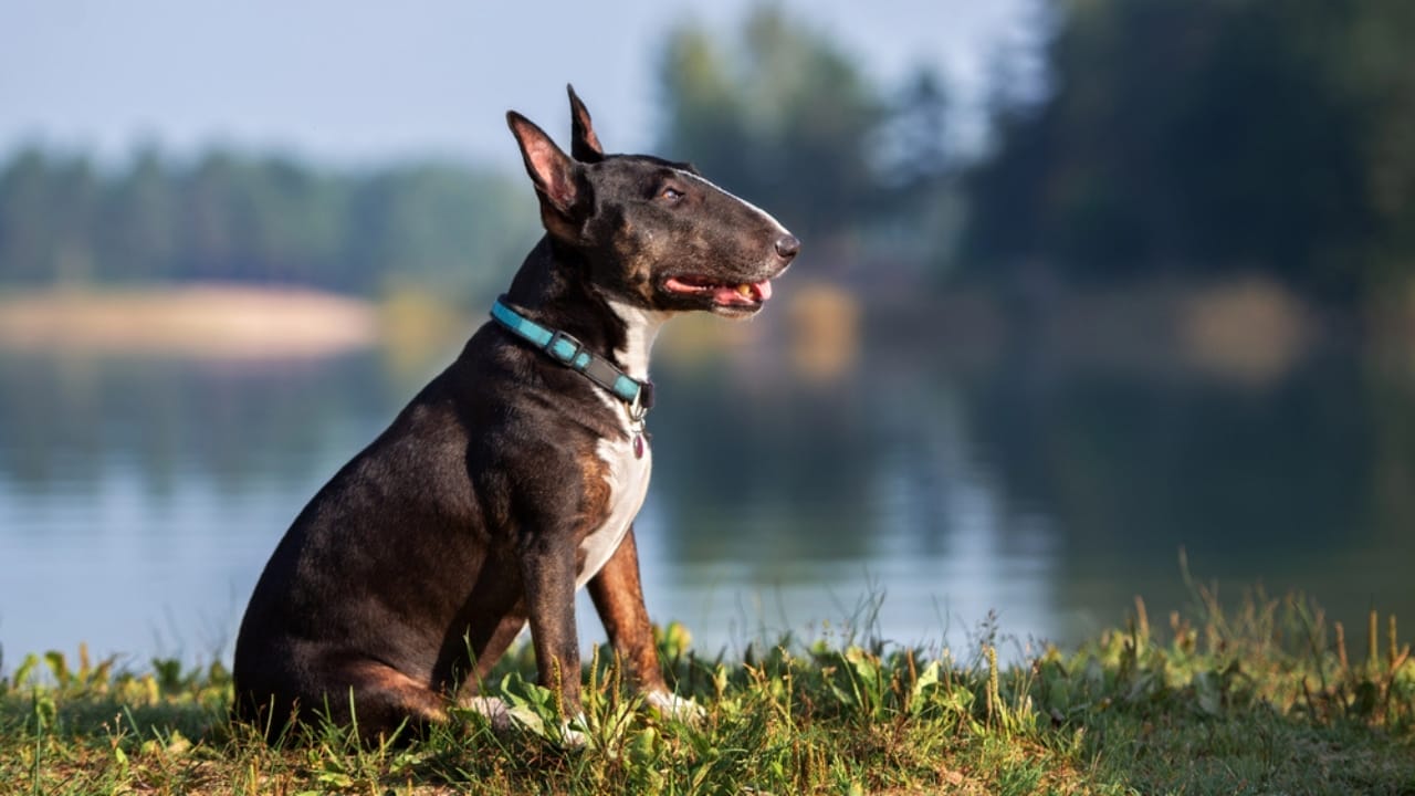 25 Dog Breeds for Those Who Love the Weird & Wonderful 19 25 Dog Breeds for Those Who Love the Weird & Wonderful - Miniature Bull Terrier dog dp320874846
