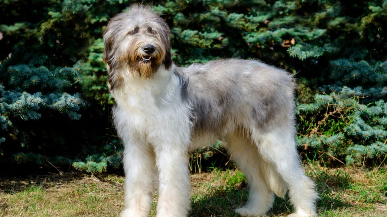 25 Dog Breeds for Those Who Love the Weird & Wonderful 25 25 Dog Breeds for Those Who Love the Weird & Wonderful - Mioritic Sheepdog dp179247846
