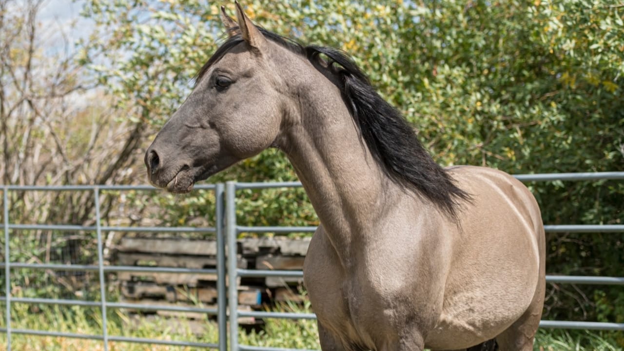 15 of the Best Horse Breeds for Equine Therapy 8 15 of the Best Horse Breeds for Equine Therapy -