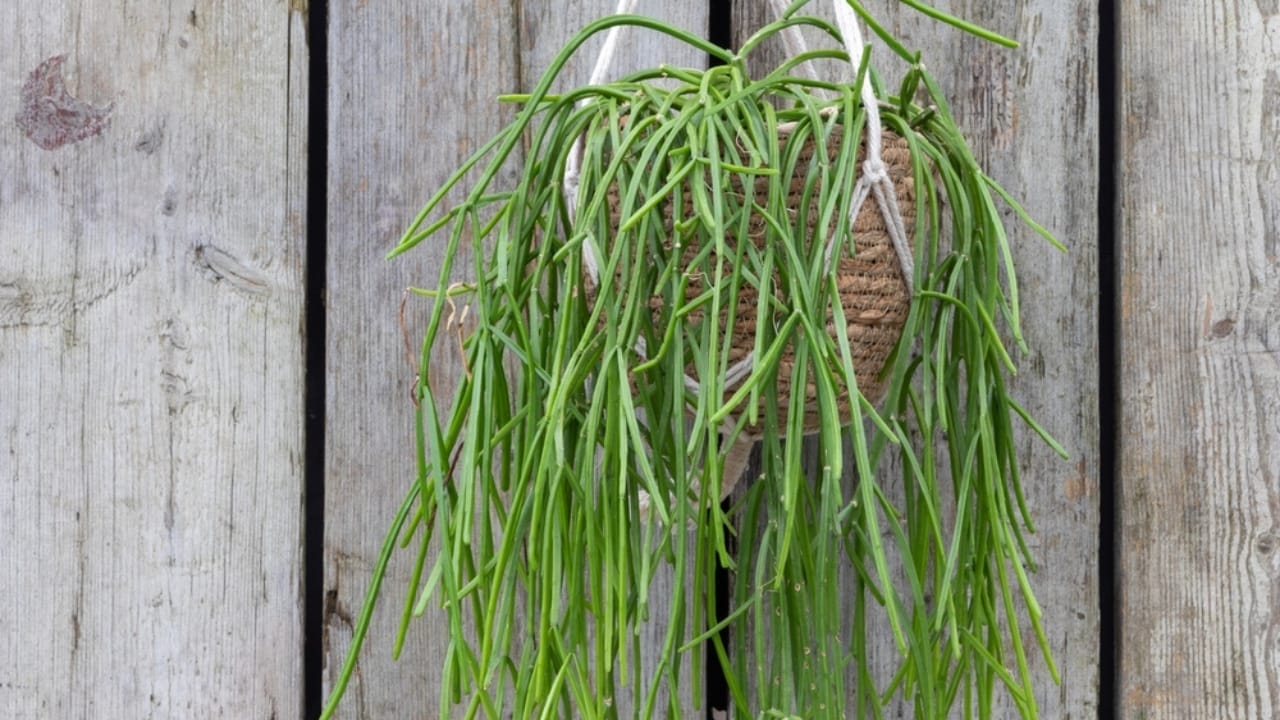 17 Houseplants That Can Live for Decades 18 17 Houseplants That Can Live for Decades - Mistletoe Cactus ss2378375695