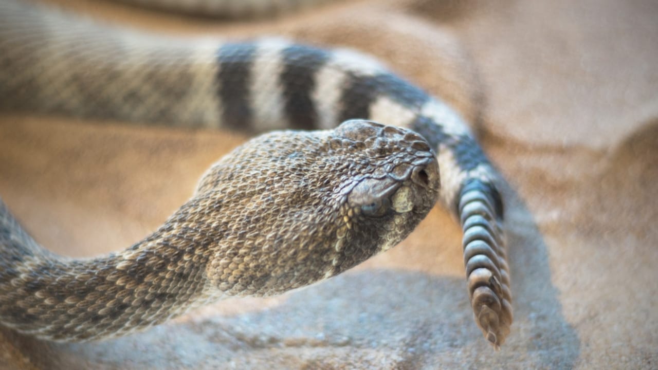 This Venomous Predator is One of North America's Deadliest Snakes 5 This Venomous Predator is One of North America's Deadliest Snakes - Mojave Rattlesnake dp127580746