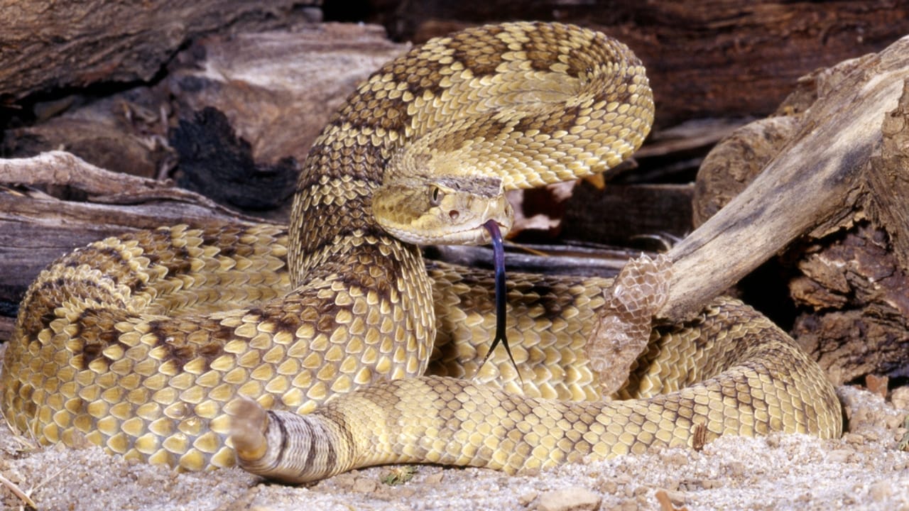 10 Weird Snakes That Make You Question What’s Possible in Nature - Mojave Rattlesnake dp43704791