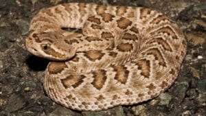 This Venomous Predator is One of North America's Deadliest Snakes 1 This Venomous Predator is One of North America's Deadliest Snakes - Mojave Rattlesnake ss1956025738