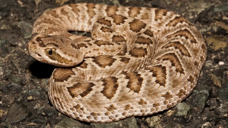 This Venomous Predator is One of North America's Deadliest Snakes 2 This Venomous Predator is One of North America's Deadliest Snakes - Mojave Rattlesnake ss1956025738