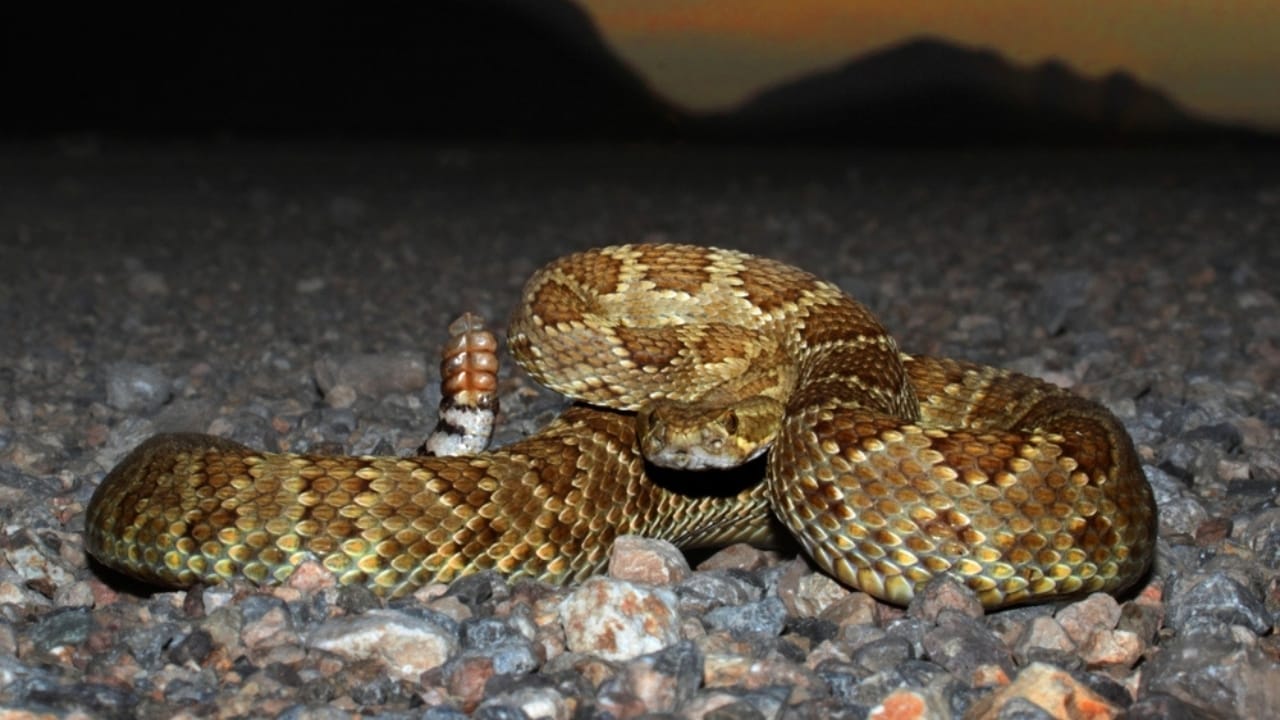 This Venomous Predator is One of North America's Deadliest Snakes 4 This Venomous Predator is One of North America's Deadliest Snakes - Mojave Rattlesnake ss219612319