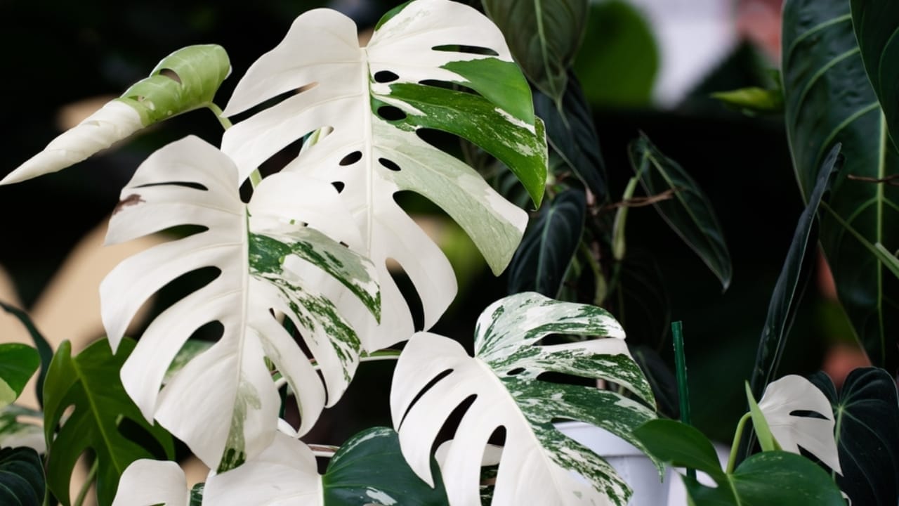 10 Alarming Facts About the Houseplant Black Market Threatening Plant Survival 10 10 Alarming Facts About the Houseplant Black Market Threatening Plant Survival - Monstera albo ss2223422773