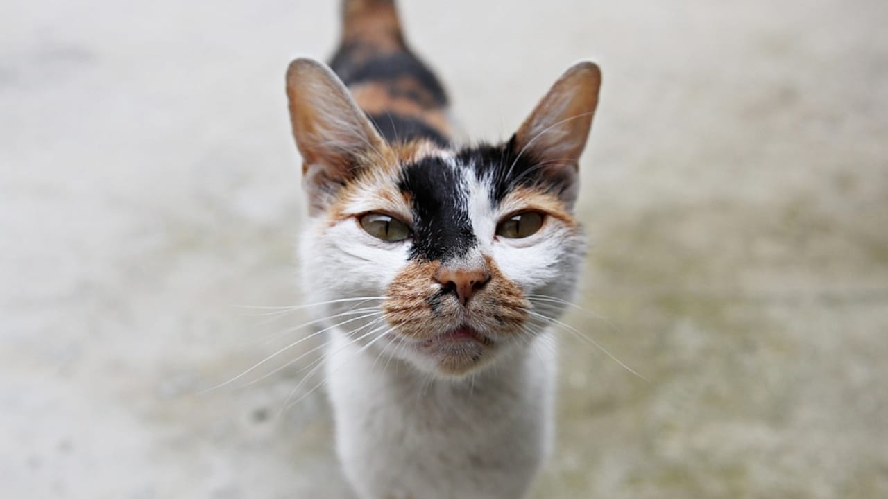 Male Calico Cats are Extremely Rare: 13 Facts Few People Know 8 Male Calico Cats are Extremely Rare: 13 Facts Few People Know - Mosaicism cat dp535788854