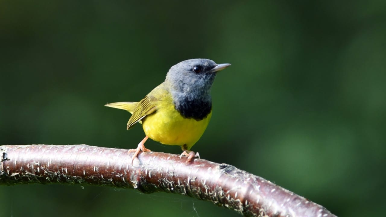 18 Birds Known for Their Black Heads 6 18 Birds Known for Their Black Heads - Mourning warbler dp661314042