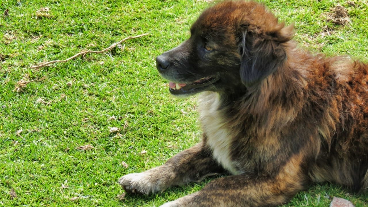 25 Dog Breeds for Those Who Love the Weird & Wonderful - Mucuchies dog ss1795303510