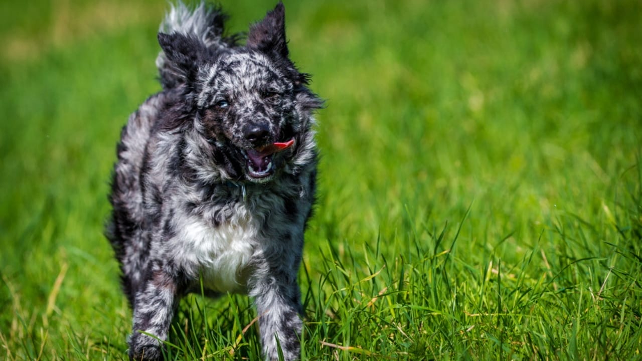 Meet the New Dog Breeds the AKC Has Recognized Since 2000 55 Meet the New Dog Breeds the AKC Has Recognized Since 2000 - Mudi dog dp407710412