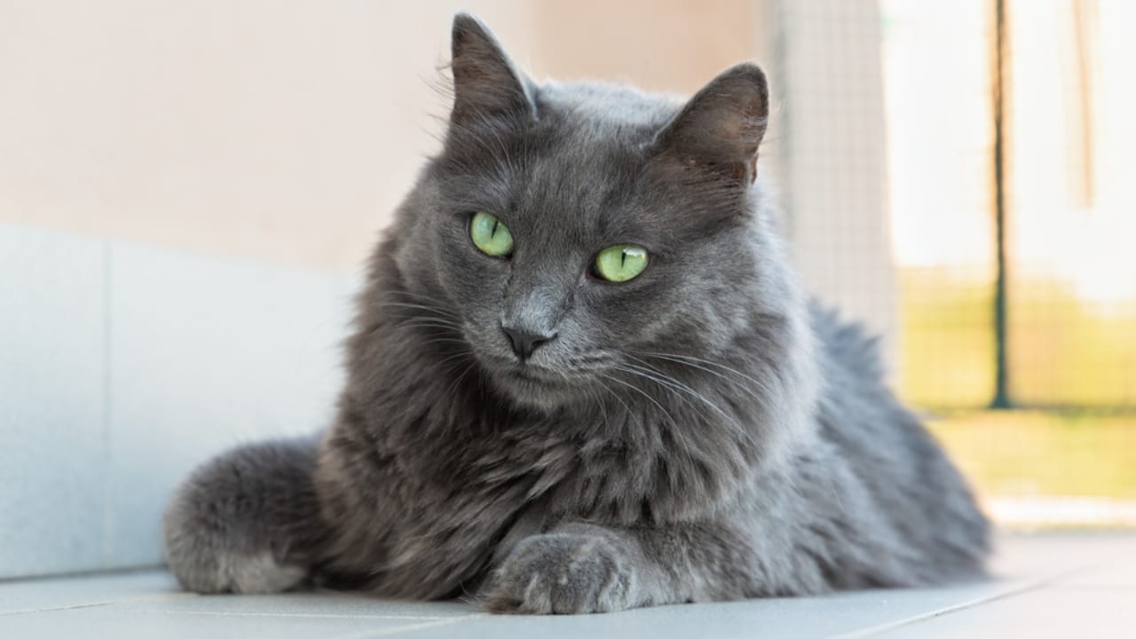 15 Luxurious Long-Haired Cats You'll Fall in Love With 12 15 Luxurious Long-Haired Cats You'll Fall in Love With - Nebelung cat dp297471906
