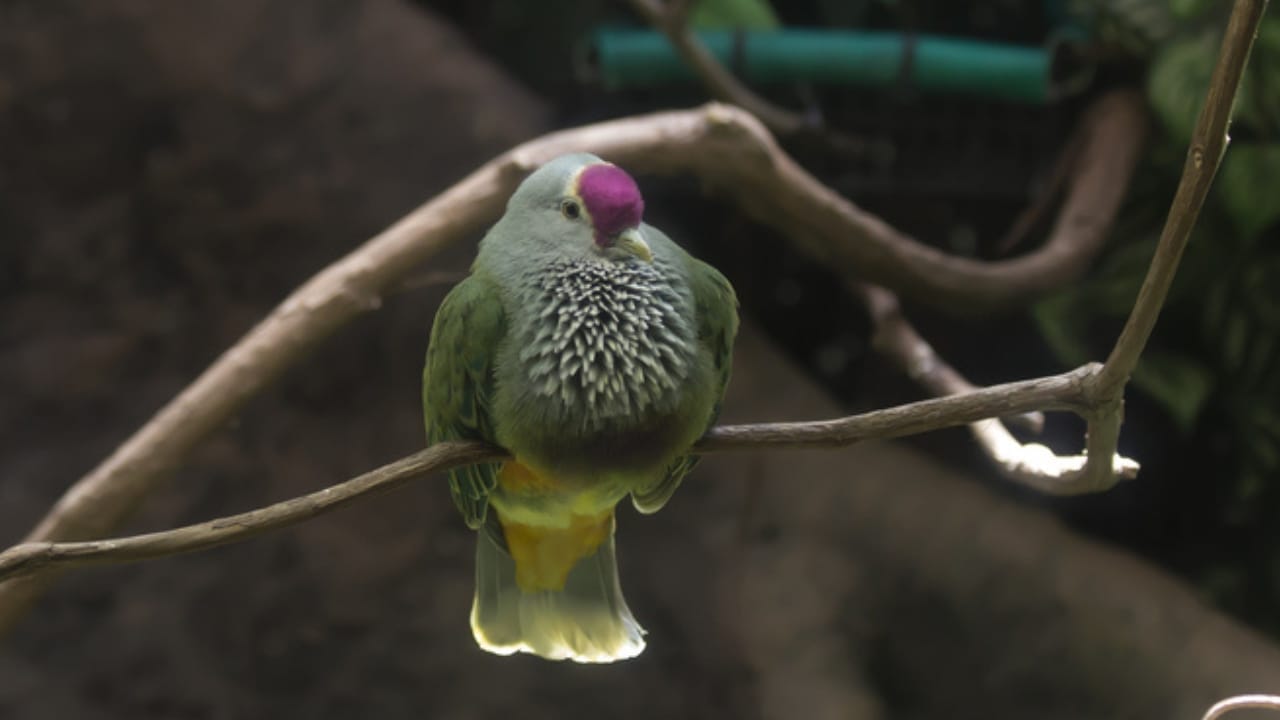 10 of the World's Rarest Birds: Among Over 10,000 Species, 1,480 are on the Brink of Disappearing - Negros Fruit Dove ss541513846