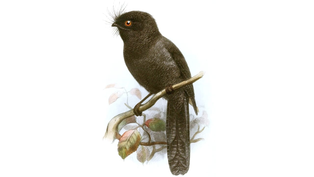 10 of the World's Rarest Birds: Among Over 10,000 Species, 1,480 are on the Brink of Disappearing - New Caledonian Owlet Nightjar wc