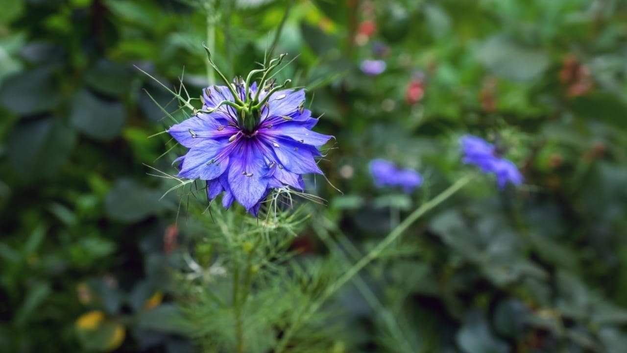 Grow Big, Spend Small: 15 Low-Cost Flowers for Your Garden 15 Grow Big, Spend Small: 15 Low-Cost Flowers for Your Garden - Nigella ss2314791539