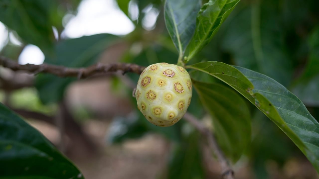 10 Unheard-of Foods That Became Lifesavers During Famine & Shortages 11 10 Unheard-of Foods That Became Lifesavers During Famine & Shortages - Noni fruit wc