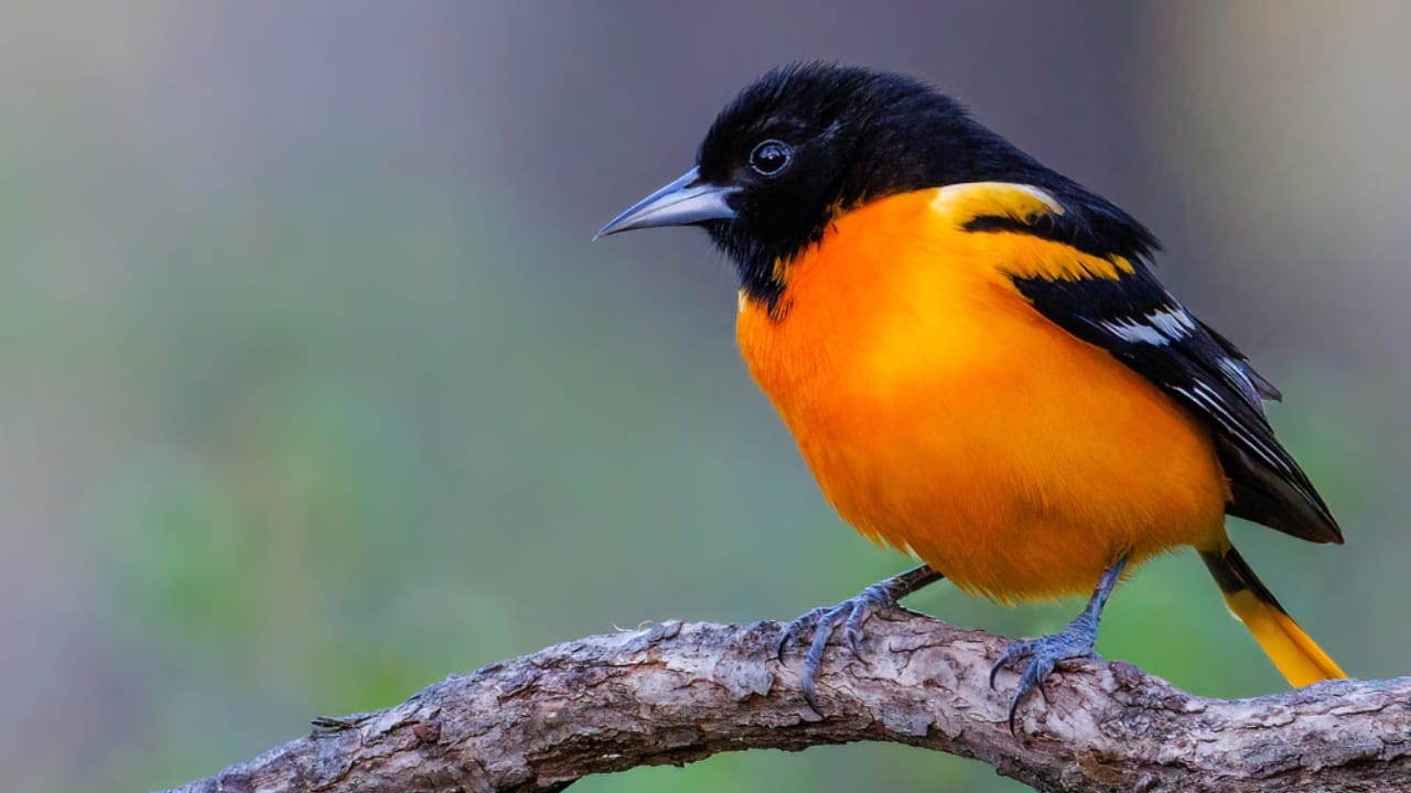 18 Birds Known for Their Black Heads 2 18 Birds Known for Their Black Heads - North American Orioles dp573299012