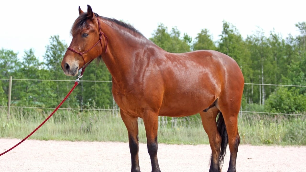 50+ Horse Terms & Slang Every Equestrian Should Know 23 50+ Horse Terms & Slang Every Equestrian Should Know - North Swedish Horse ss2420129529