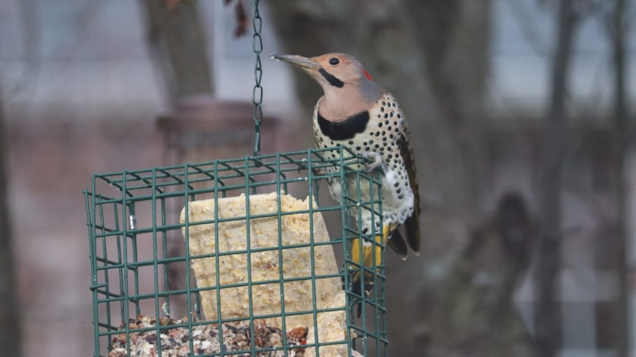 Meet the Northern Flicker: North America's Traveling Woodpeckers 3 Meet the Northern Flicker: North America's Traveling Woodpeckers - Northern Flicker ss2261985033