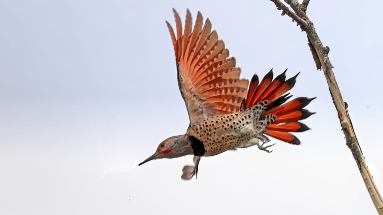 Meet the Northern Flicker: North America's Traveling Woodpeckers 2 Meet the Northern Flicker: North America's Traveling Woodpeckers - Northern Flicker ss2365397997