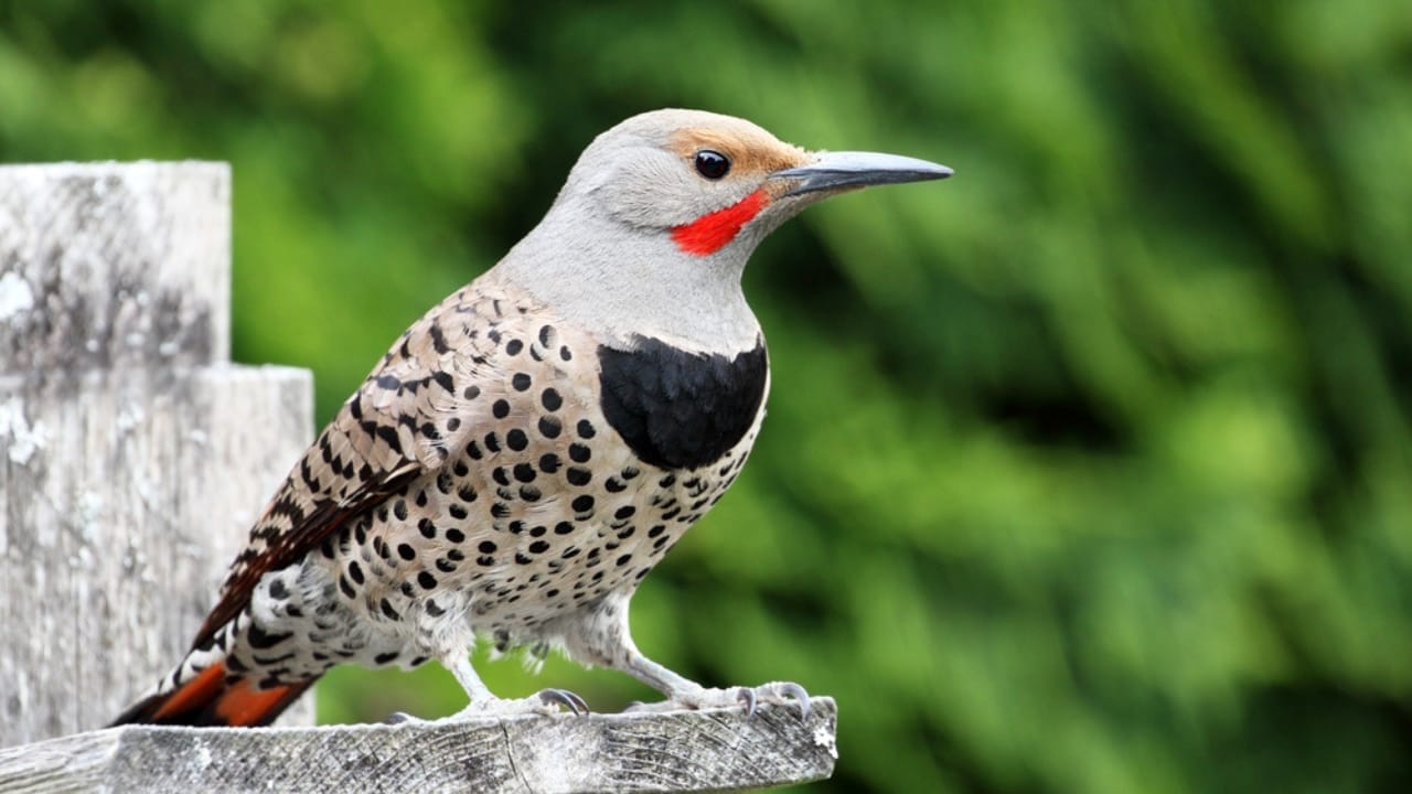 15 Must-Know Woodpeckers for Bird Watchers 15 15 Must-Know Woodpeckers for Bird Watchers - Northern Flicker ss281573273