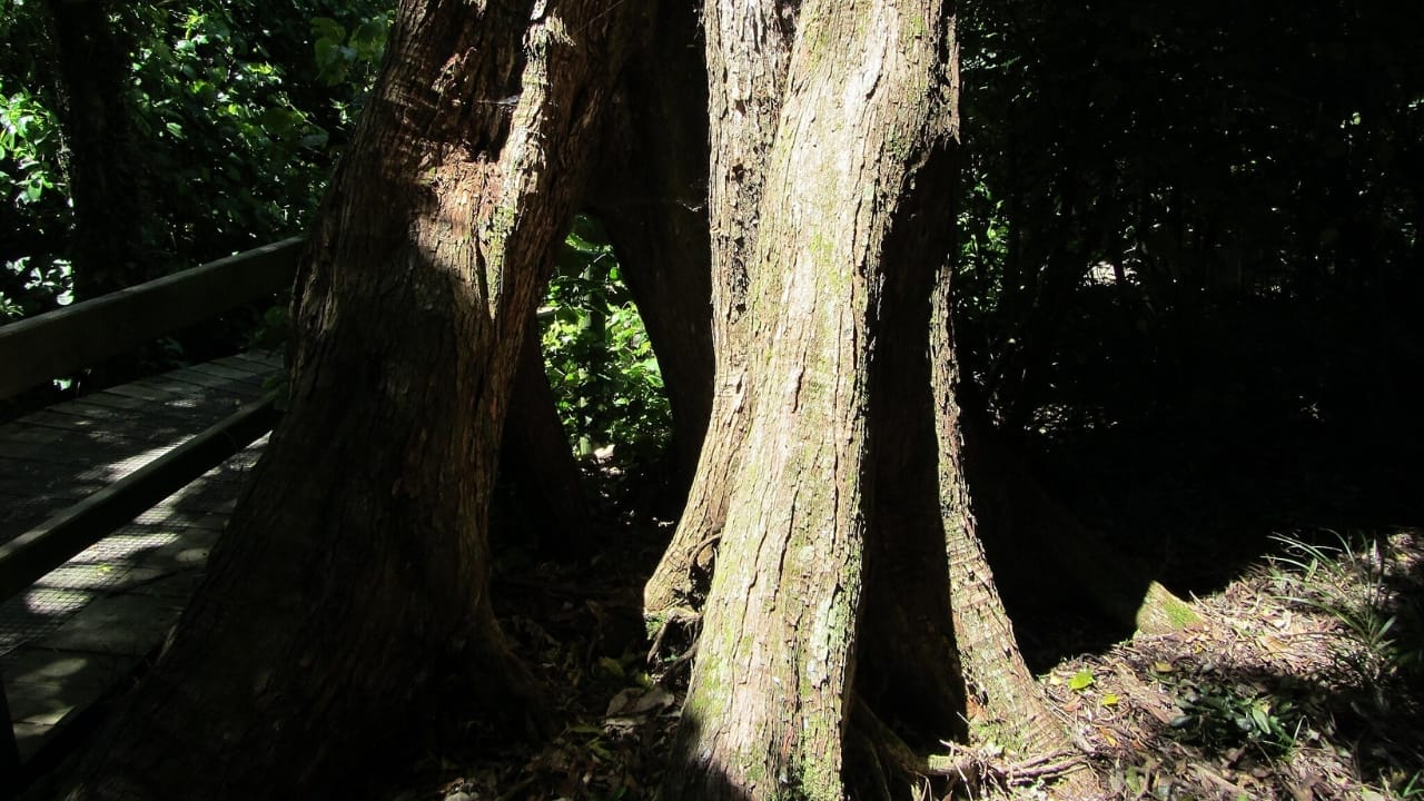 New Zealand's 100-Foot "Walking Tree" Crowned Tree of the Year 5 New Zealand's 100-Foot "Walking Tree" Crowned Tree of the Year - Northern Rata tree trunk wc