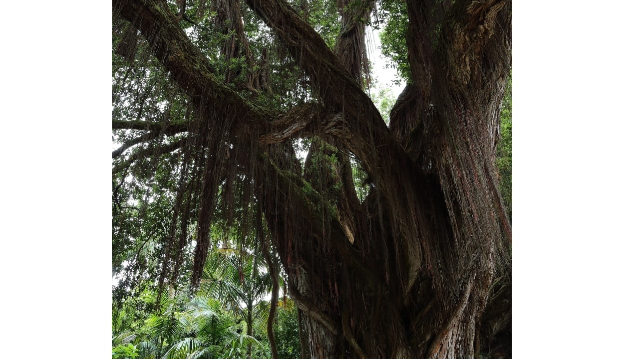New Zealand's 100-Foot "Walking Tree" Crowned Tree of the Year 6 New Zealand's 100-Foot "Walking Tree" Crowned Tree of the Year - Northern Rata tree wc