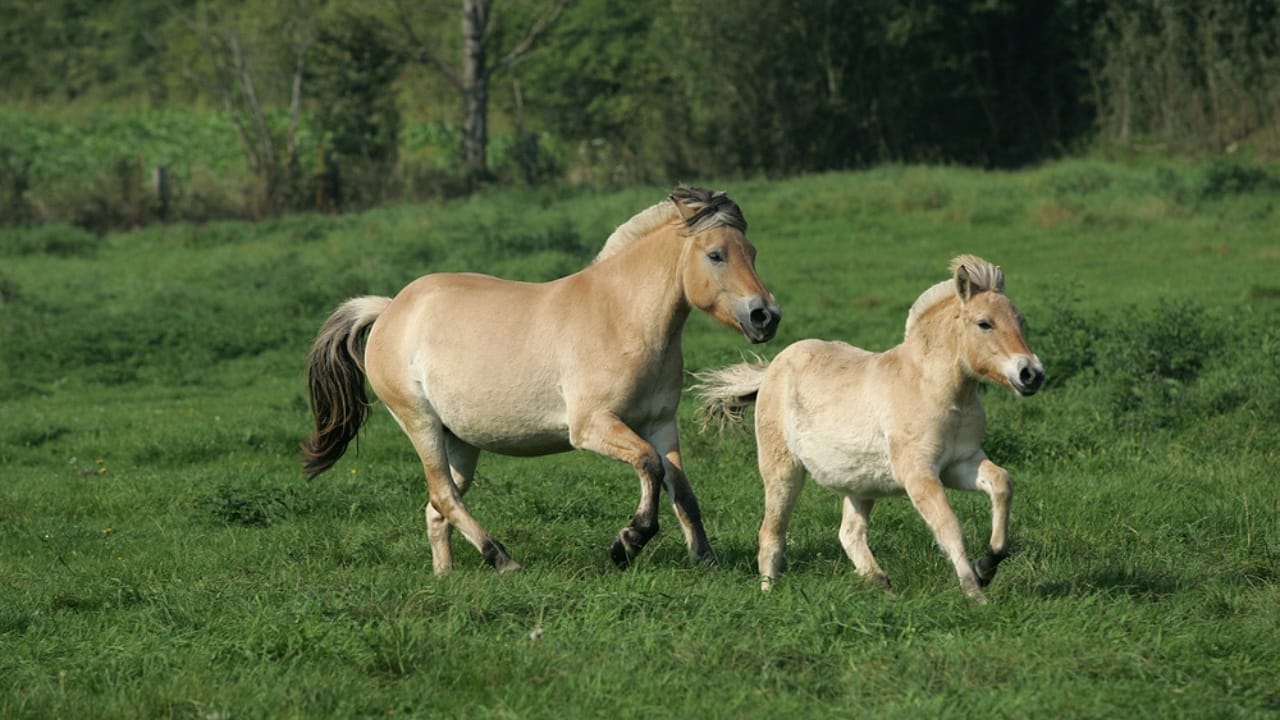 The 15 Strongest Horse Breeds & Their Remarkable Abilities 8 The 15 Strongest Horse Breeds & Their Remarkable Abilities - Norwegian Fjord horse dp335605978