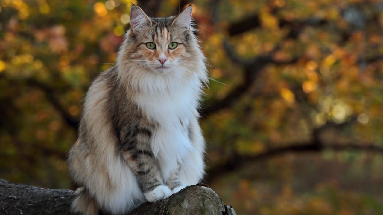 Meet the 16 Strongest Cat Breeds on the Planet - Norwegian Forest Cat dp391599162