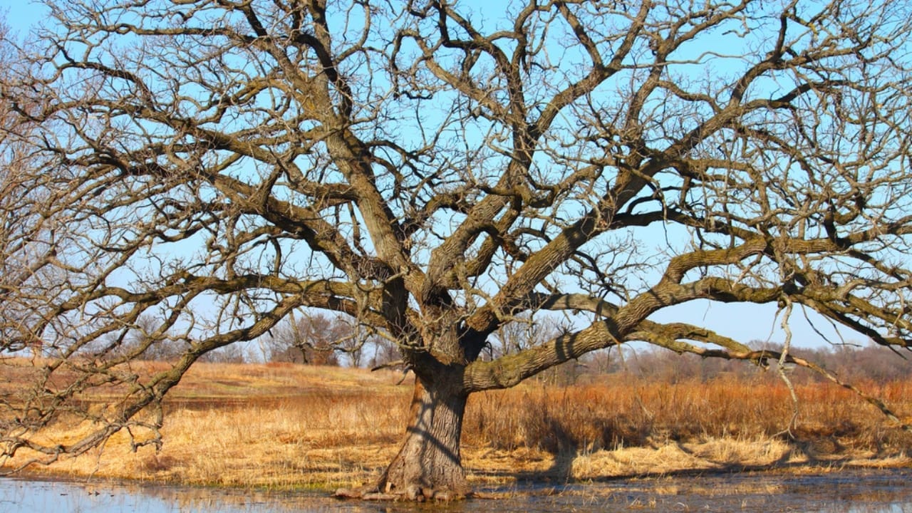 Small, Drought-Tolerant Trees: 15 Non-Invasive Picks for Your Yard 13 Small, Drought-Tolerant Trees: 15 Non-Invasive Picks for Your Yard - Old bur oak tree dp607247