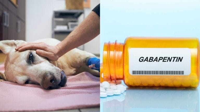 Gabapentin for Dogs: Important Information Every Dog Owner Needs 3 Gabapentin for Dogs: Important Information Every Dog Owner Needs - Old dog dying ss2086675174 Gabapentin drug ss2219421791