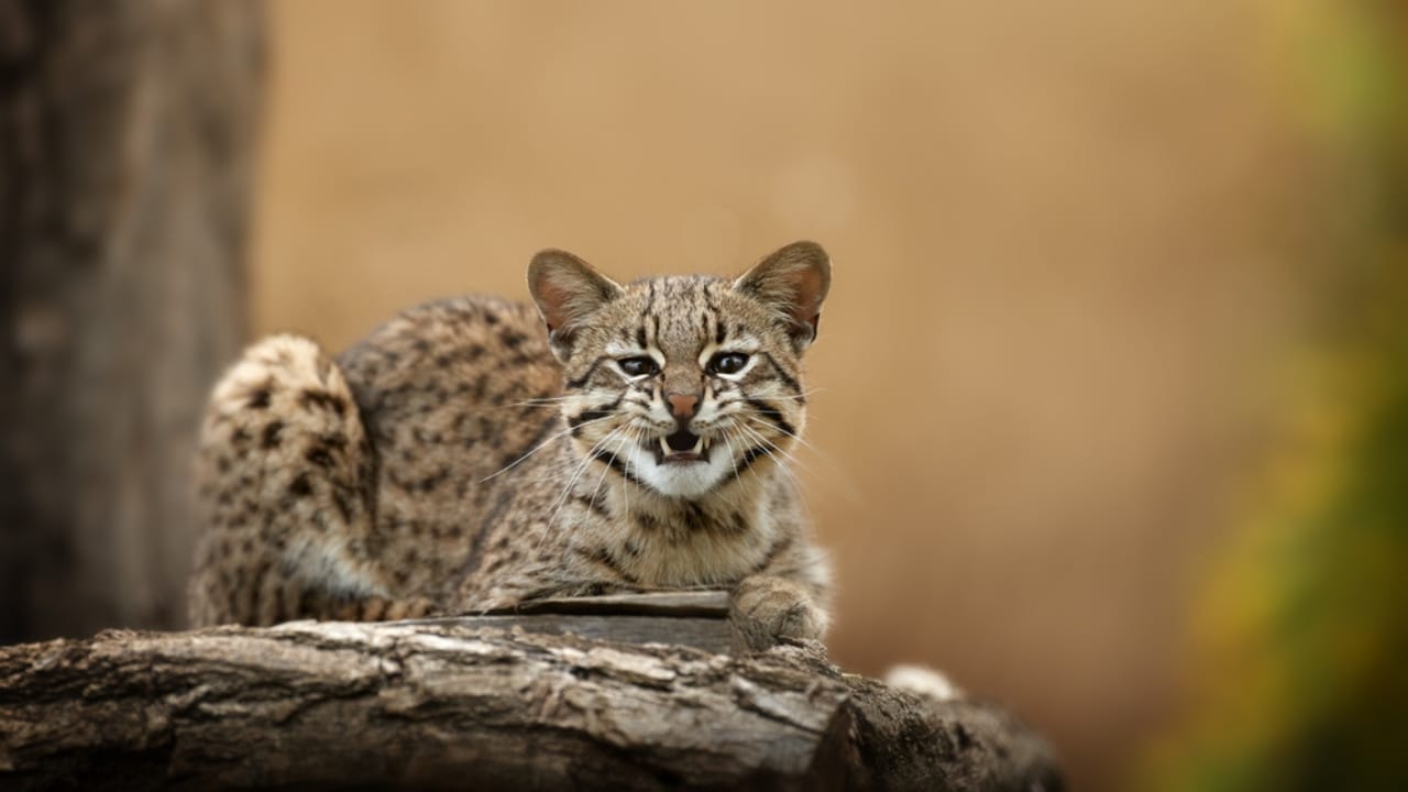 10 Wild Cats That are Among the Smallest in the World 7 10 Wild Cats That are Among the Smallest in the World - Oncilla dp379426730