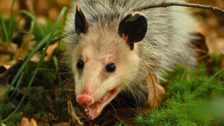 Keep Your Yard Opossum-Free with These 5 Tips 8 Keep Your Yard Opossum-Free with These 5 Tips - Opossum ss2476196835 2