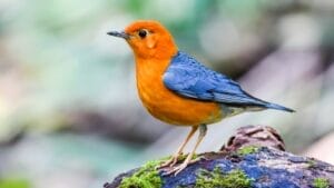 7 Orange-Headed Birds That Stand Out in Nature’s Palette 1 7 Orange-Headed Birds That Stand Out in Nature’s Palette - Orange Headed Thrush Bird ss1033549732