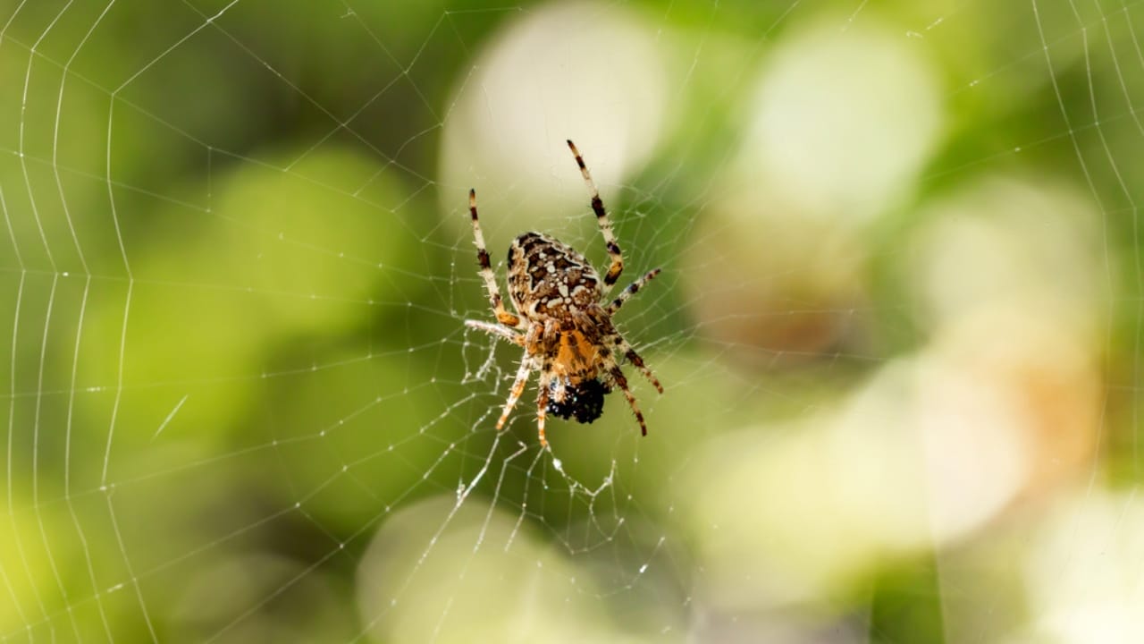 Watch Out for These 10 Common Spiders That Could Be Hiding in Your Home 10 Watch Out for These 10 Common Spiders That Could Be Hiding in Your Home - Orb Weaver Spider dp169987092