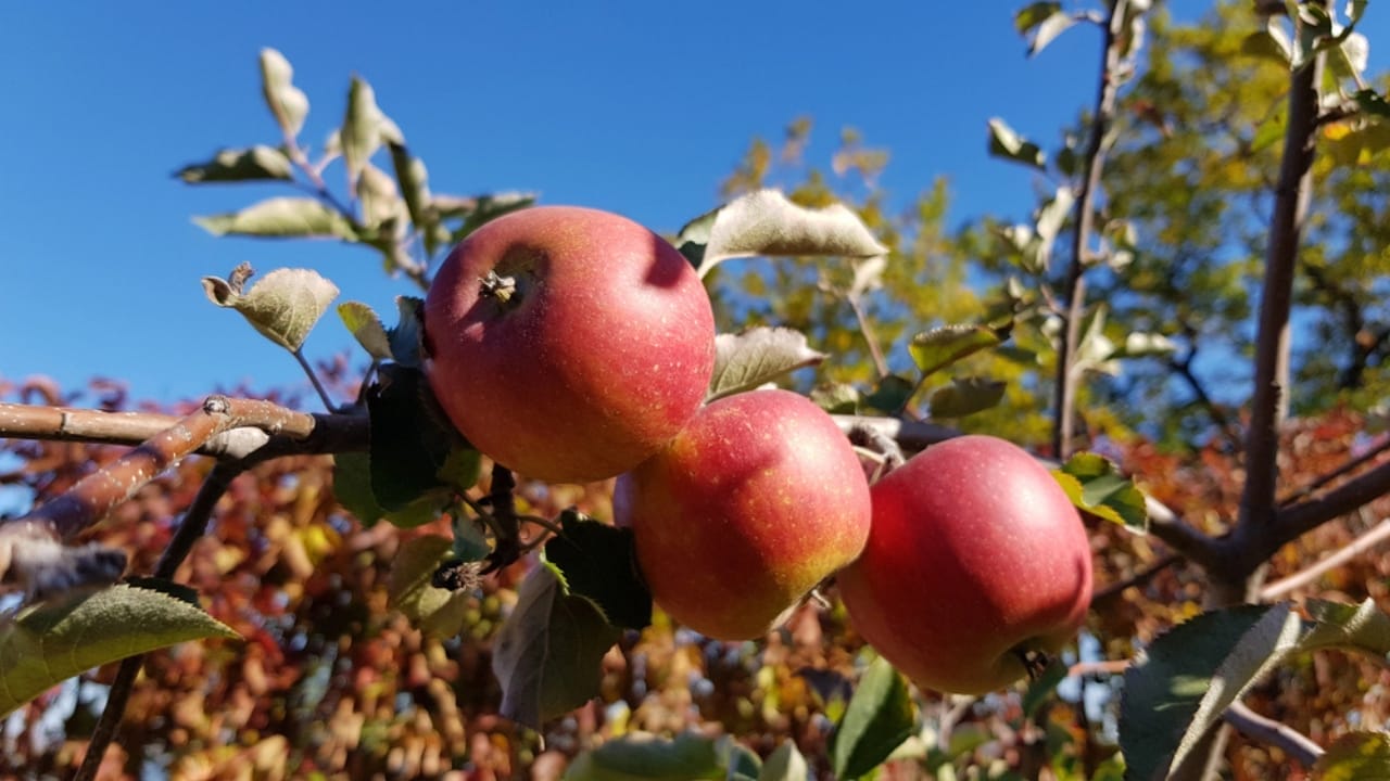 What Do Deer Love to Eat? 15 of Their Favorite Foods 3 What Do Deer Love to Eat? 15 of Their Favorite Foods - Orchard apple on tree dp313602360