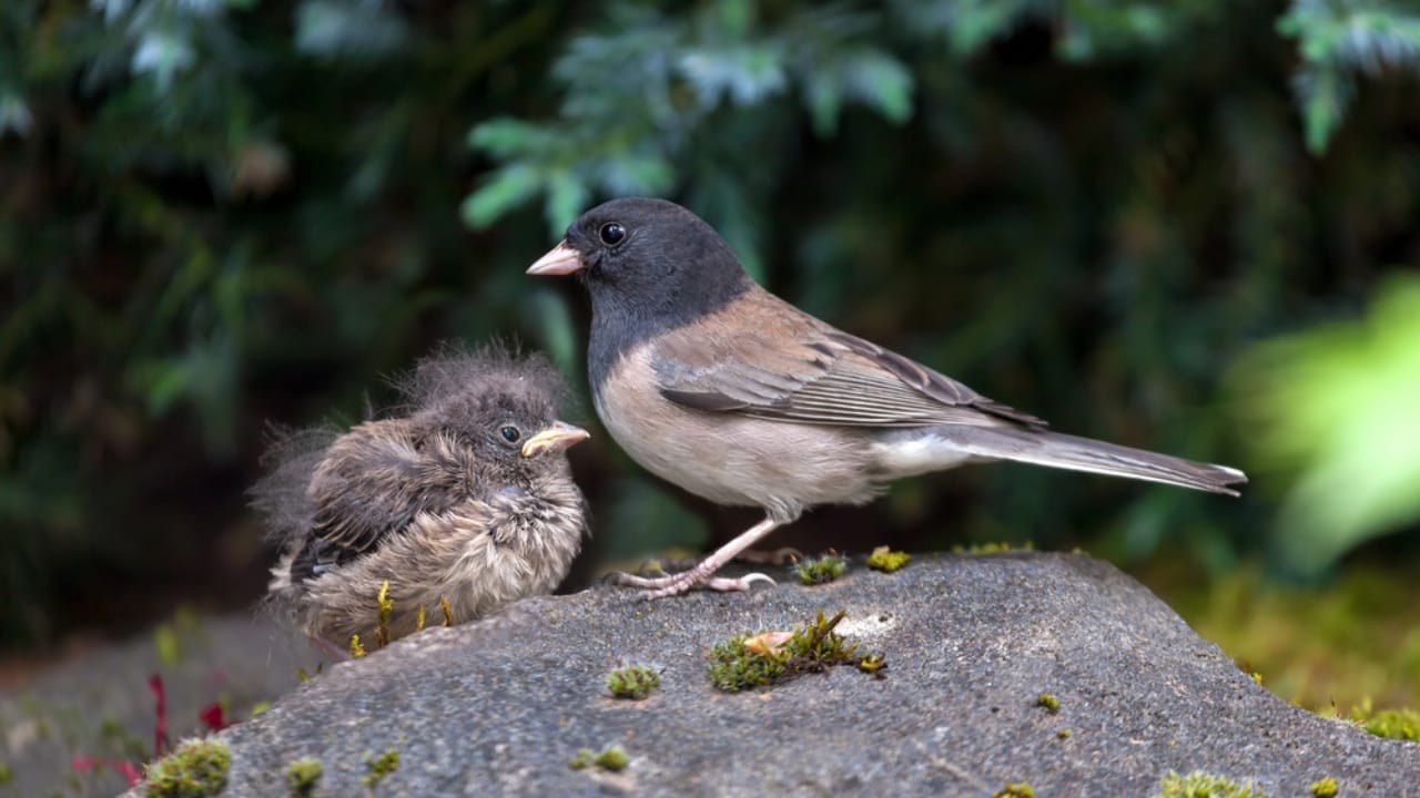 18 Birds Known for Their Black Heads 3 18 Birds Known for Their Black Heads - Oregon Dark Eyed Junco bird dp108989570