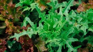 A Natural Painkiller Could be Growing in Your Backyard 1 A Natural Painkiller Could be Growing in Your Backyard - Organinc home remedy ss723814735