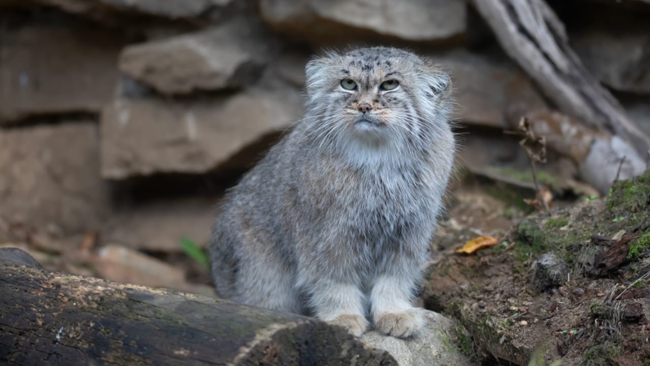 15 Wild Cats That Have Perfected the Art of the Hunt - Pallass Cat dp336537738