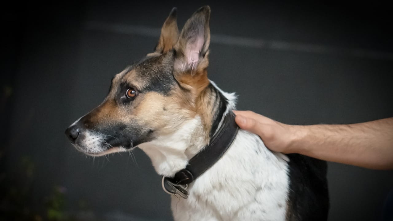 10 Rare German Shepherd Colors You Never Knew Existed 3 10 Rare German Shepherd Colors You Never Knew Existed - Panda German Shepherd ss1490467298