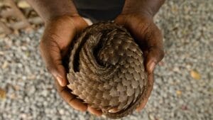 The World's Most Trafficked Mammal: One Poached Every Three Minutes 1 The World's Most Trafficked Mammal: One Poached Every Three Minutes - Pangolin s2456343041