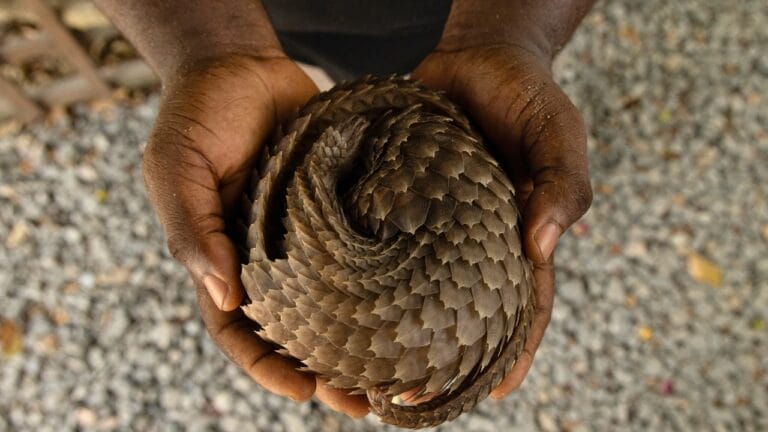 The World's Most Trafficked Mammal: One Poached Every Three Minutes 7 The World's Most Trafficked Mammal: One Poached Every Three Minutes - Pangolin s2456343041
