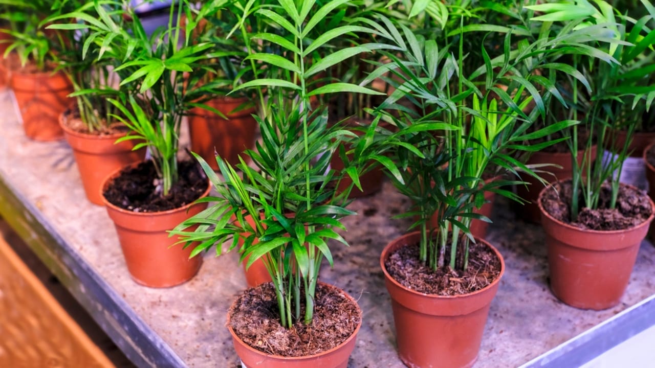 Say Goodbye to Leaf Scorch with These 10 Plant Care Tips 9 Say Goodbye to Leaf Scorch with These 10 Plant Care Tips - Parlor palm plants dp410016646